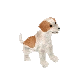 Jack Russell Terrier